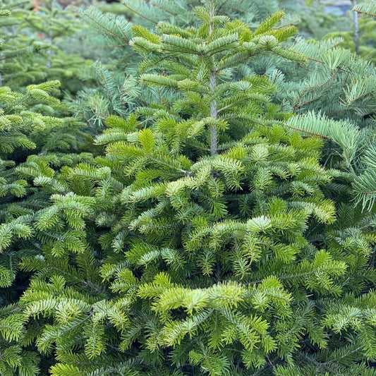 Кавказка ела (Abies nordmanniana)