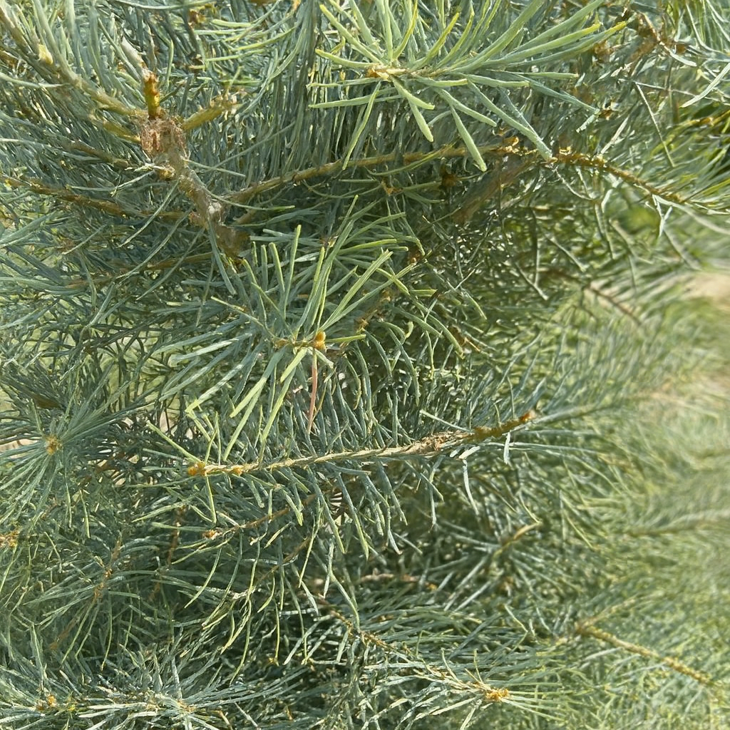 Сребриста ела (Abies concolor)