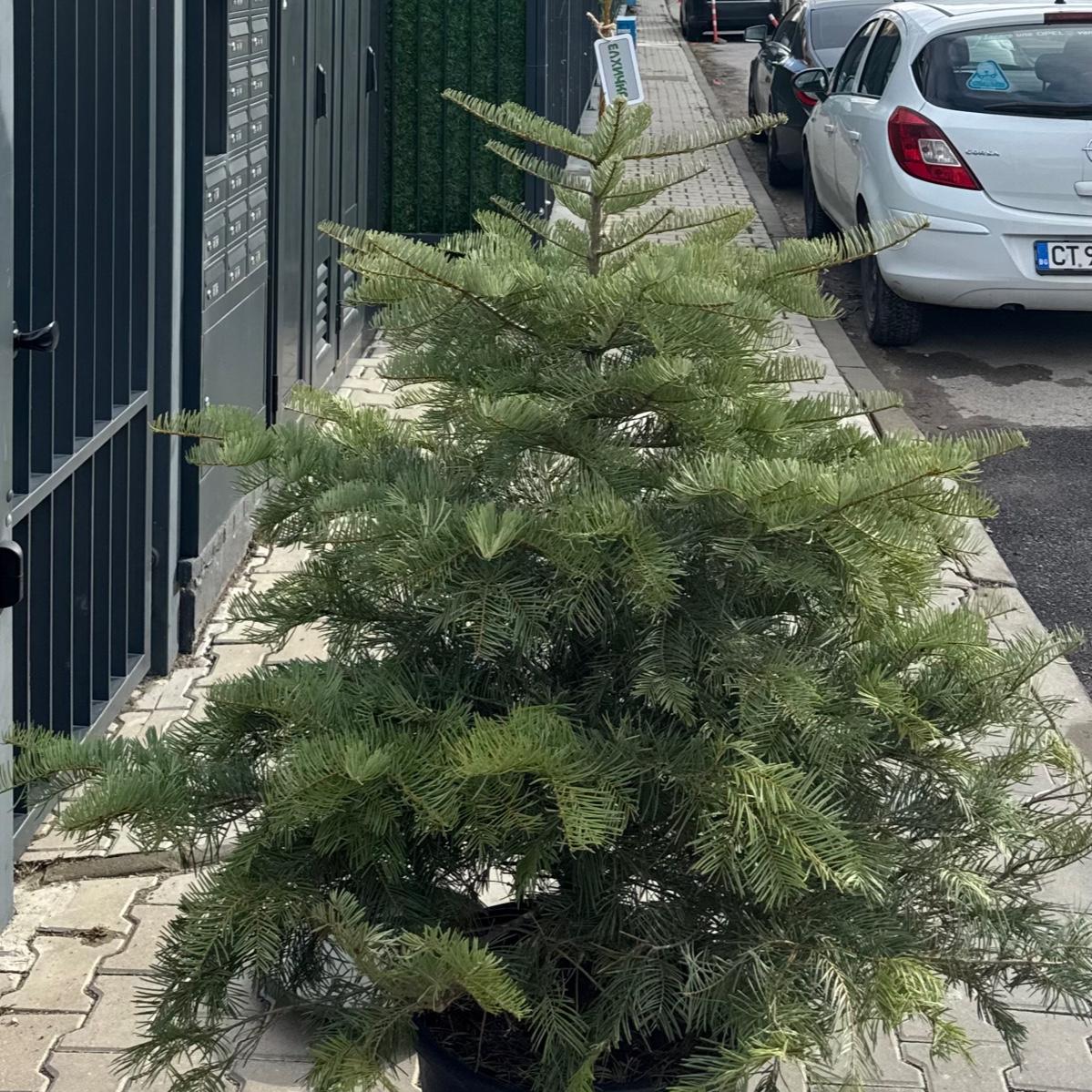Сребриста ела (Abies concolor)