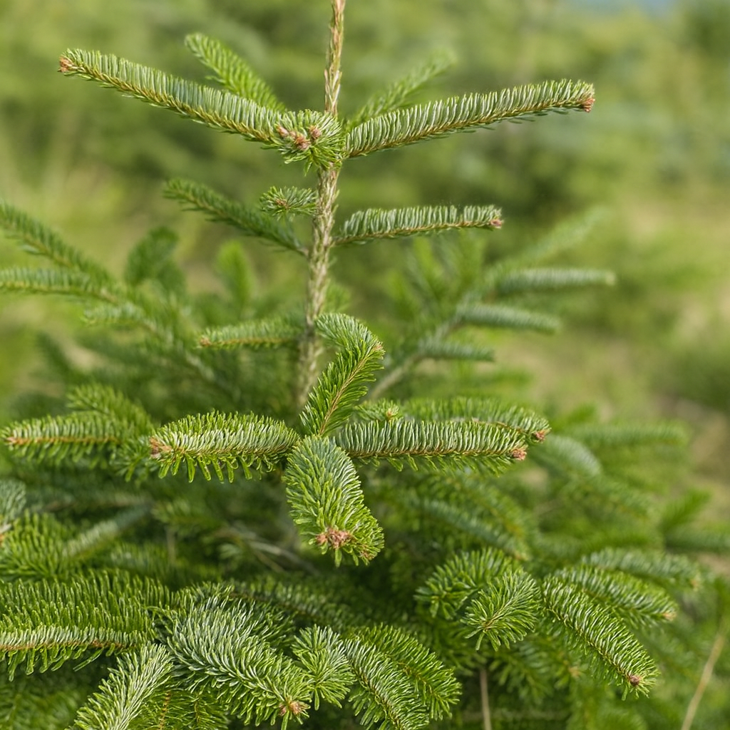 Кавказка ела (Abies nordmanniana)