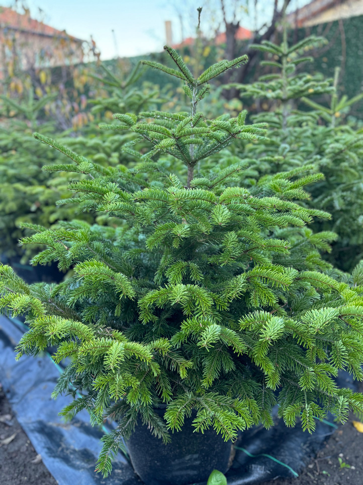 Кавказка ела (Abies nordmanniana)