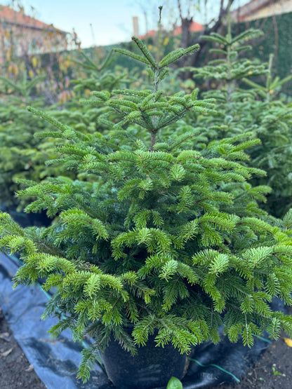 Кавказка ела (Abies nordmanniana)