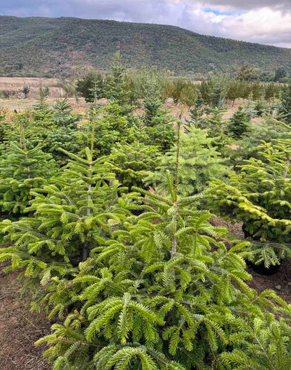 Кавказка ела (Abies nordmanniana)