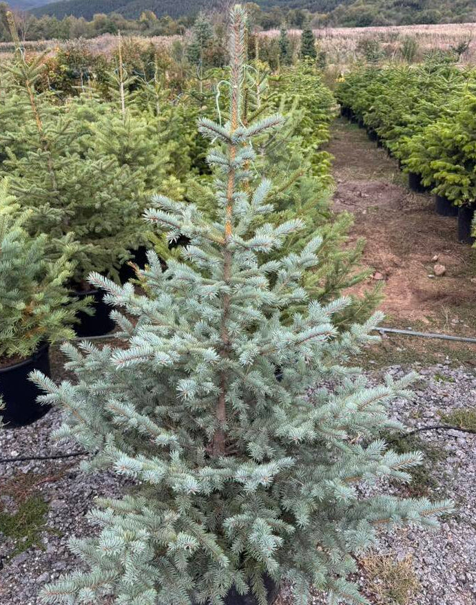 Сребрист смърч (Picea pungens ‘Glauca’)