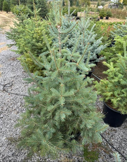 Сребриста ела (Abies concolor)
