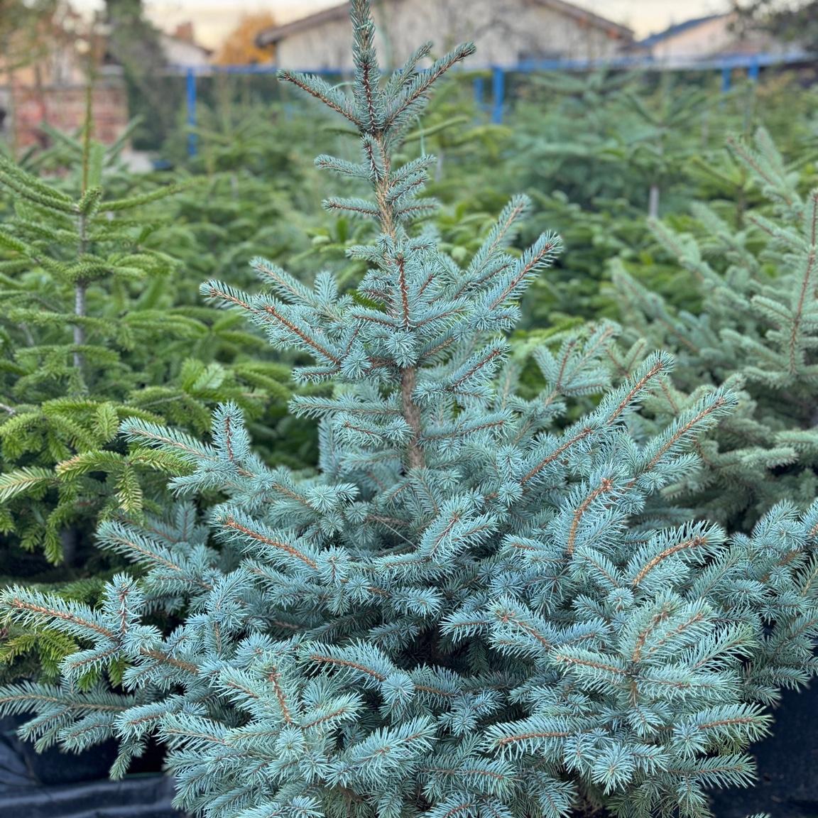 Сребрист смърч (Picea pungens ‘Glauca’)