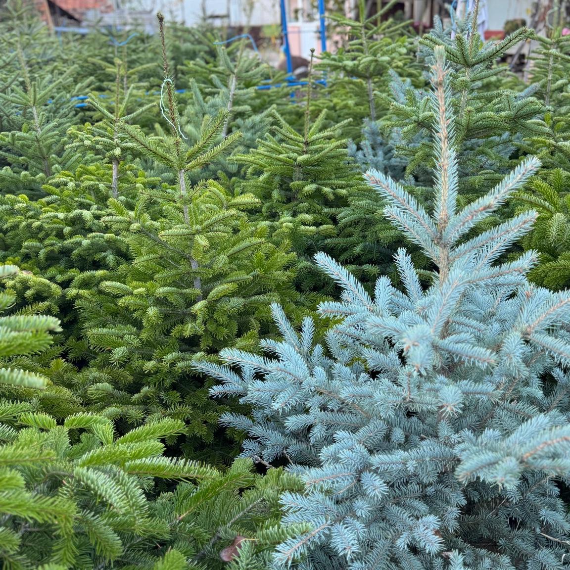 Сребрист смърч (Picea pungens ‘Glauca’)