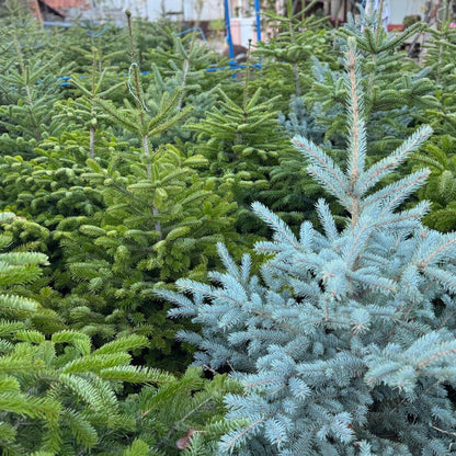 Сребрист смърч (Picea pungens ‘Glauca’)