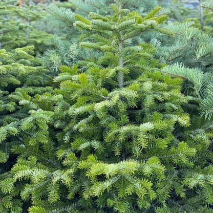 Кавказка ела (Abies nordmanniana)